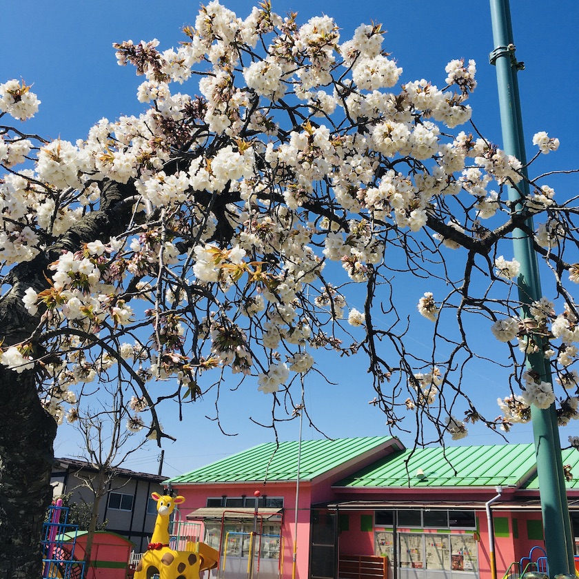 鷹乃杜幼稚園の白色の桜