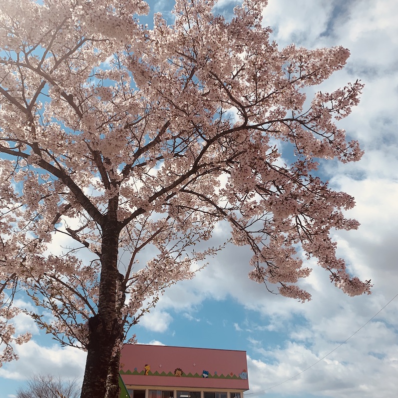 ひより台幼稚園の白色の桜