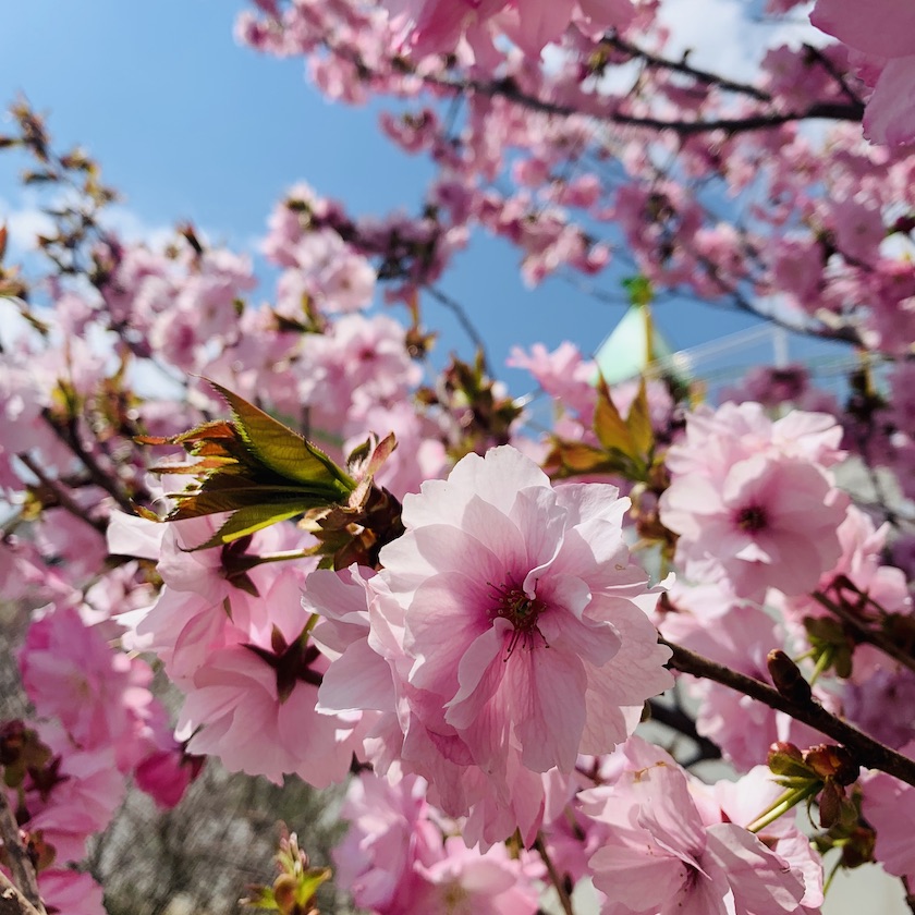 鷹乃杜幼稚園のピンク色の八重桜